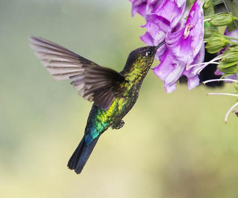 5. Birds