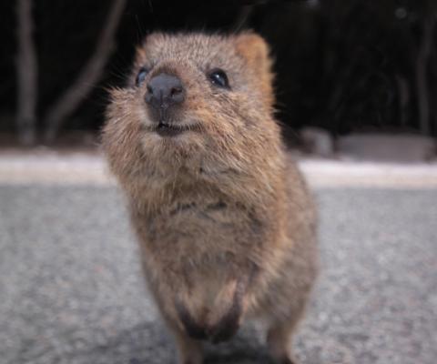 Quokka_image_1.jpg