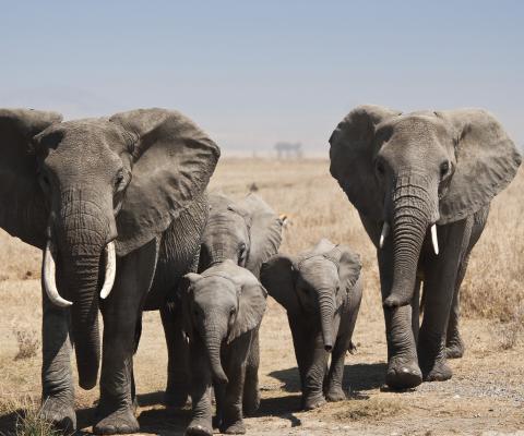 Tanzania_Serengeti_Elephant_Herd.jpg
