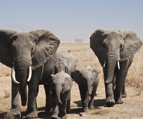 Elephants are among the animals parliament wants to protect