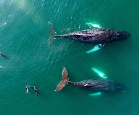 Wildlife campaign manager Katheryn Wise said travel companies play a "huge role" in driving captive dolphin entertainment through sales and promotion