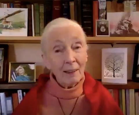 WTM Virtual: 'We brought the pandemic on ourselves', says conservationist Jane Goodall