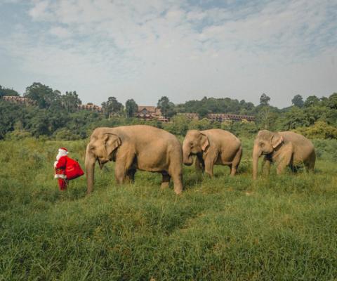 Santa_Claus_and_the_Elephants_-_Anantara_Golden_Triangle.jpeg