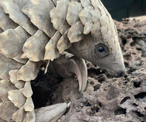 Pangolin.jpg