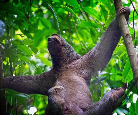 Sloth-in-Manuel-Antonio-NP-Costa-Rica.jpg