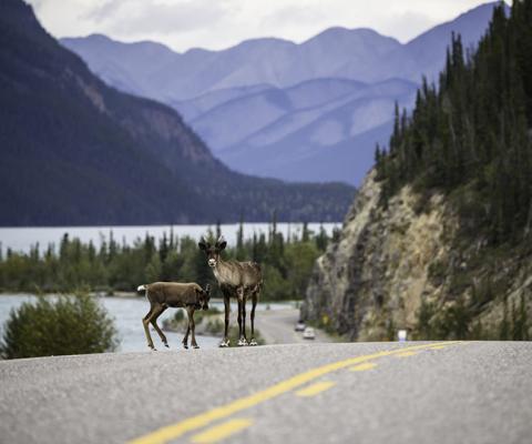 26350_-_Alaska_Highway_nr_Munch_Lake_PP_-_Credit_Destination.jpg