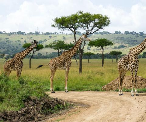 Travellers will still have to present a negative PCR test on arrival and provide daily health information for 14 consecutive days