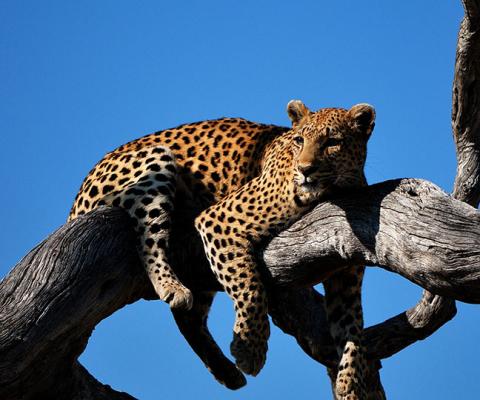 Leopard in the Okavango Delta (credit: Colin Watts, Unsplash)