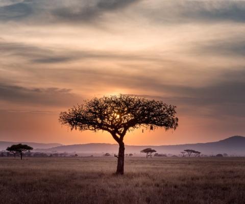 Oasis offered overland trips in Africa, South America and Asia (Credit: Hu Chen / Unsplash)