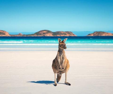Kangaroo-on-Australian-beach.jpg
