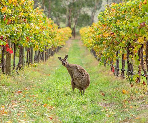 Miles Morgan Travel agent crowned winner of two-week Australia holiday