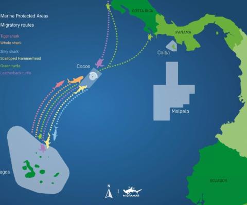 Galapagos-Cocos Swimway is a key migration route for marine life