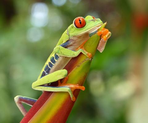 Latin Routes reports 'unprecedented demand' for Costa Rica