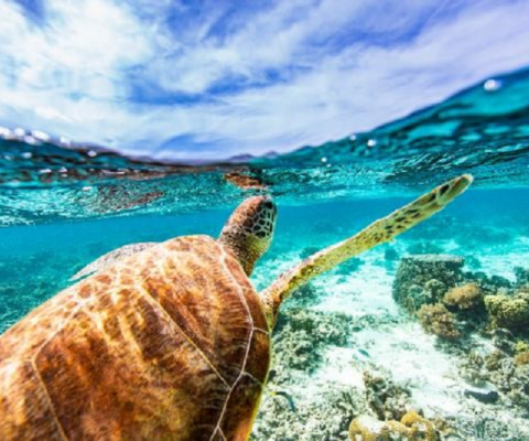 Sandals customers can take part in the schemes