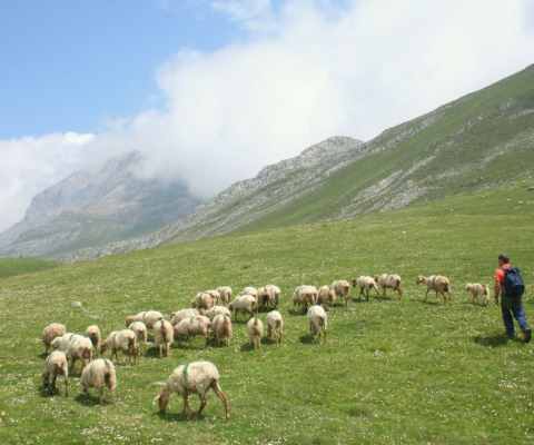 It claims to be the first tour operator in the UK to make the move