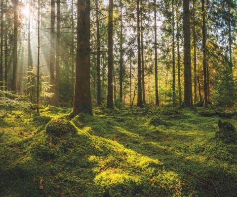 Travel leaders were united in their damnation of the government's 'amber plus' category (Credit: iStock)