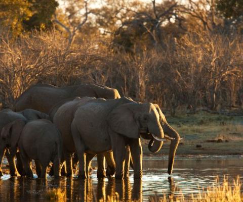 Great Plains Expeditions is offering a new mobile safari trip around Botswana (Credit: Beverly Joubert, Selinda Exploreres, Wildlife Botswana)