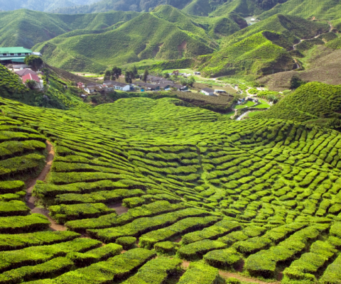 A three-day Borneo Rainforest experience has been added to offer an "authentic jungle stay"