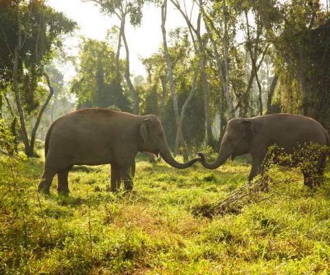 The initiative will help rangers protect endangered species such as elephants in Thailand