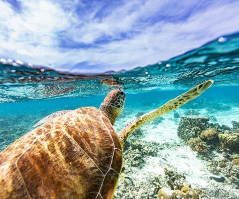 How a Sandals holiday helps clients and agents give back to Caribbean communities