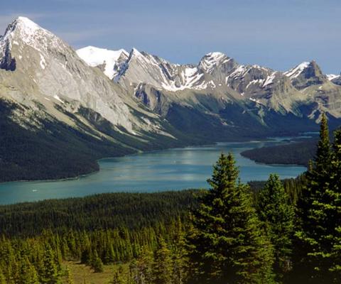 Win one of five ‘black bear’ travel pillows with Travel Alberta