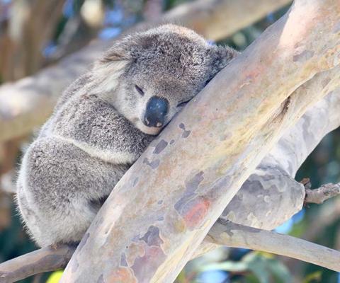 Australian Wildlife Journeys has a new experience that helps koalas recover from the bushfires