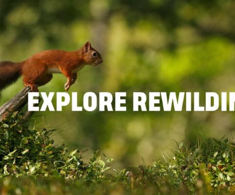 Rewilding Britain will receive a donation from every booking taken by Explore