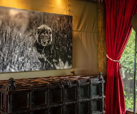 Great Plains camps in Africa feature wildlife photographs taken by co-founder Beverly Joubert