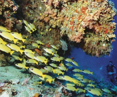 Soneva Foundation plans to create one of the largest coral farms in the world