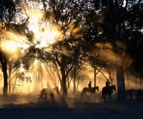 (Credit: Tobias Keller/Unsplash)