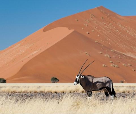 VistaJet's range of recommended Private World trips include an adventure in Namibia 