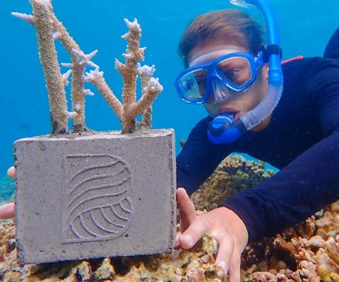Planting coral fragments at Baros Maldives 
