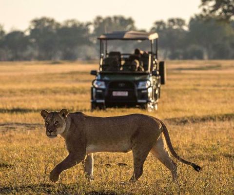 Wilderness Safaris and conservation specialist Panthera have created a special seven-day trip to Zambia