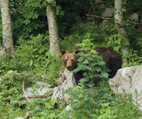 Brown_bear_Credit__Nino_Salkic___Rewilding_Europe.jpg