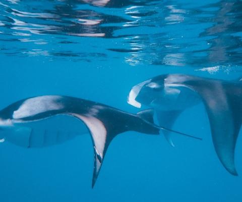 The Nautilus is offering guests trips to see manta ray in nearby Hanifaru Bay