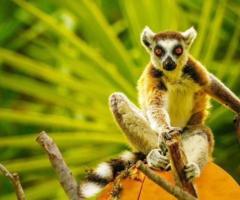 Ring-tailed lemurs may be spotted on a Newmarket Holidays Madagascar tour