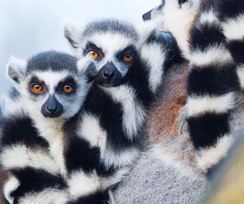 Titan’s Madagascar: Land of the Lemurs tour is one of its most popular