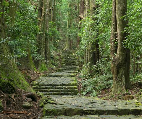 Once a sacred pilgrimage route, the Kumano Kodo can now be walked by anyone
