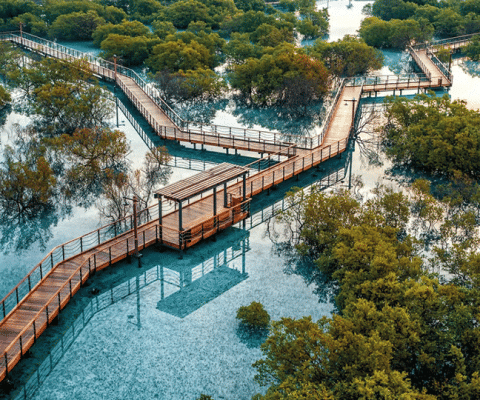 Mangrove-forest-project.gif