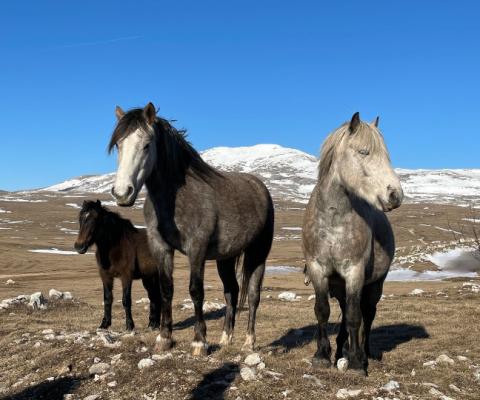 Intrepid-Travel-Bosnia-Wild-Horses-Near-Livno.jpg