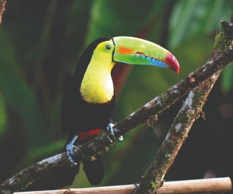KEEL_BILLED_TOUCAN_A_CMYK_METhumb.jpg