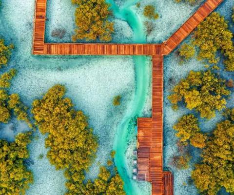 The Etihad Forest project involves planting mangrove trees to remove CO2 from the air