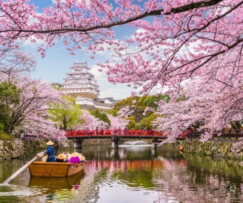 Cherry blossom season is the most desirable time to visit Japan