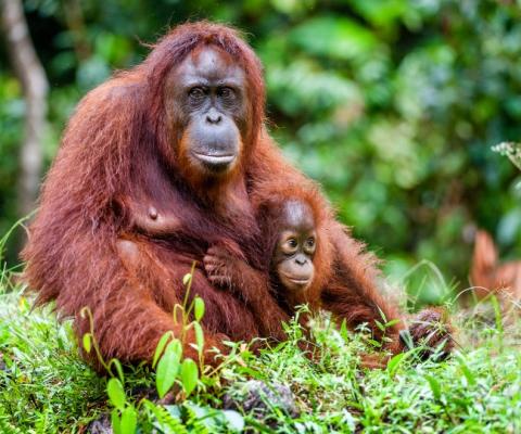 Orangutan with a cub in Borneo, which is proving popular