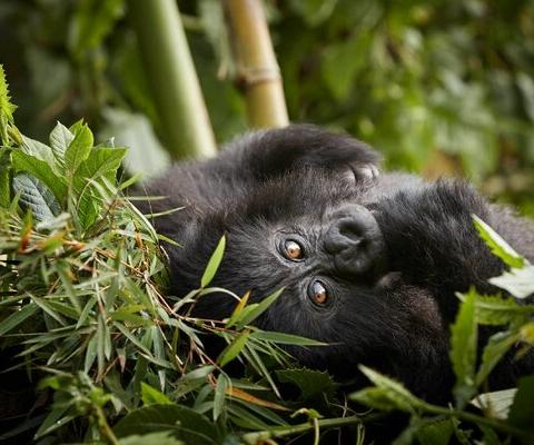New lodge set for Rwanda’s gorilla-trekking territory