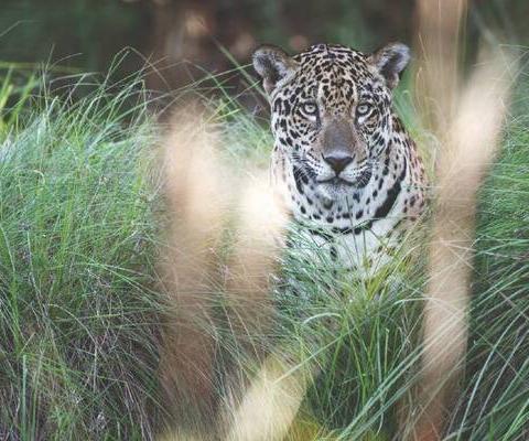 RE_Jaguar_-_Caiman_Ecological_Refuge_-_Brazil_CMYK_sml_METhumb.jpg