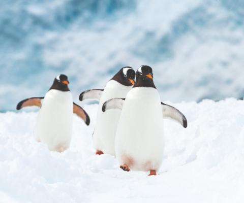 Penguins outnumber people in Antarctica. Credit: Stefan Dall
