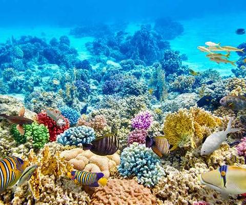 Coral-reef-marine-life-iStock-473592458_METhumb.jpg