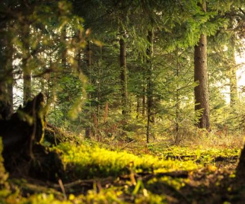 (Credit: Nejc Kosir / Pexels)