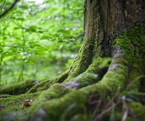 Latam enters partnership with global conservation project